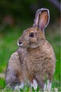 Snowshoe Hare Lepus americanus portrait Royalty Free Stock Photo