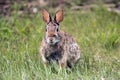 Snowshoe Hare, Lepus americanus