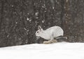 Snowshoe hare or Varying hare (Lepus americanus) running in the falling snow Royalty Free Stock Photo