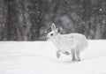 Snowshoe hare or Varying hare (Lepus americanus) running in the falling snow