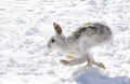 Snowshoe hare or Varying hare (Lepus americanus) running in the snow