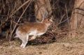 Snowshoe hare or Varying hare (Lepus americanus) in spring Royalty Free Stock Photo