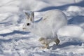 Snowshoe hare or Varying hare (Lepus americanus) running in the winter snow in Canada