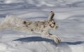 A Snowshoe hare Lepus americanus running in the winter snow in Canada Royalty Free Stock Photo