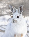 Snowshoe hare or Varying hare (Lepus americanus) closeup in winter in Canada Royalty Free Stock Photo