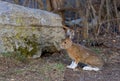 Snowshoe hare or Varying hare (Lepus americanus) in spring Royalty Free Stock Photo