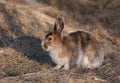 Snowshoe hare or Varying hare (Lepus americanus) in spring Royalty Free Stock Photo