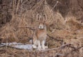 Snowshoe hare or Varying hare (Lepus americanus) in Spring