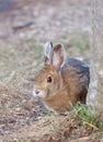 Snowshoe hare or Varying hare (Lepus americanus) in Spring Royalty Free Stock Photo