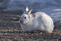 Snowshoe hare or Varying hare (Lepus americanus) in the spring Royalty Free Stock Photo