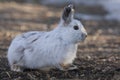 Snowshoe hare or Varying hare (Lepus americanus) in the spring Royalty Free Stock Photo