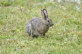 Snowshoe Hare Lepus americanus in summer coat Royalty Free Stock Photo