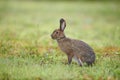 Snowshoe Hare Lepus americanus in summer coat Royalty Free Stock Photo