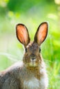 Snowshoe Hare (Lepus americanus) Royalty Free Stock Photo