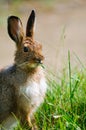 Snowshoe Hare (Lepus americanus) Royalty Free Stock Photo