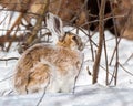 Snowshoe hare Lepus americanus Royalty Free Stock Photo