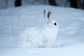 Snowshoe Hare Lepus americanus white winter coat Royalty Free Stock Photo