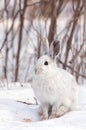 Snowshoe hare or Varying hare (Lepus americanus) closeup in winter in Canada