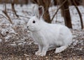 Snowshoe hare or Varying hare (Lepus americanus) closeup in winter in Canada