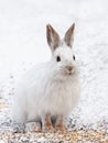 Snowshoe hare or Varying hare (Lepus americanus) closeup in winter in Canada Royalty Free Stock Photo