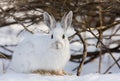 Snowshoe hare or Varying hare (Lepus americanus) closeup in winter in Canada