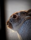Snowshoe Hare Royalty Free Stock Photo