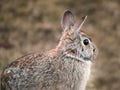 Snowshoe Hare Rabbit - Lepus americanus - looking right