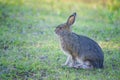 Snowshoe Hare - Summer Pelage