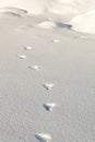 Snowshoe hare tracks in the snow Royalty Free Stock Photo