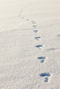 Snowshoe hare tracks in the snow Royalty Free Stock Photo