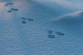 Snowshoe Hare Tracks in Snow Royalty Free Stock Photo