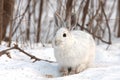 Snowshoe hare or Varying hare (Lepus americanus) closeup in winter in Canada