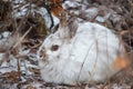 Snowshoe Hare - Winter Pelage