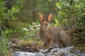 Snowshoe hare Royalty Free Stock Photo