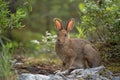 Snowshoe hare