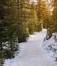 Snowshoe hiking trail in the pine forest Royalty Free Stock Photo