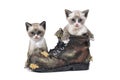 Snowshoe kittens Royalty Free Stock Photo