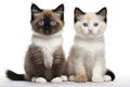 Snowshoe, Mum Cat And Kittens Sitting On A White Background Royalty Free Stock Photo