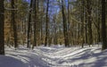 Snowshoe path through the forest in Northwest Park Royalty Free Stock Photo