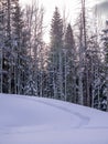 Snowshoe path in fresh snow Royalty Free Stock Photo