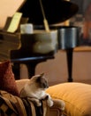 Snowshoe Siamese Cat Living in Luxury