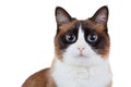 Snowshoe thai cat portrait, sitting and looking at the camera, isolated Royalty Free Stock Photo