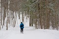 Snowshoe hiker on a throug a bare winter forest