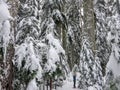 A snowshoer walking and admiring the stunning beauty of the winter landscape on Cypress Mountain