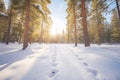 snowshoers tracks leading through a snowy pine forest