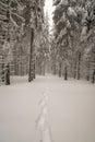 Snowshoes steps on snow in winter forest