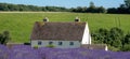 Rural English landscape with white house overlooking lavender fields on a flower farm in the Cotswolds. Green hill behind. Royalty Free Stock Photo