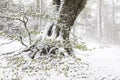 Snowstorm in beech forest in spring Royalty Free Stock Photo
