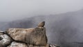 Snowstorm in the mountains Seoraksan Royalty Free Stock Photo