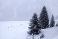 Snowstorm over mountains and spruce trees in winter, Alps, Switz